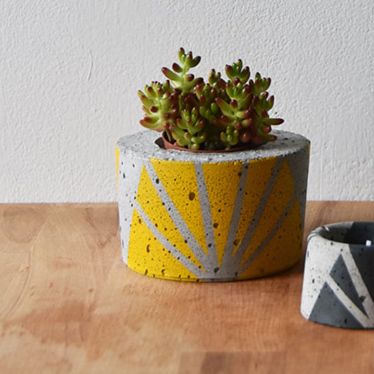 Ali & El concrete planter with succulent