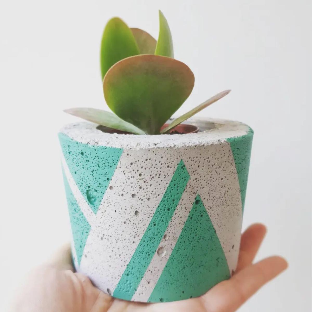 Ali & El concrete planter with succulent